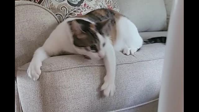 Funny Cats Funny Cat Videos #30