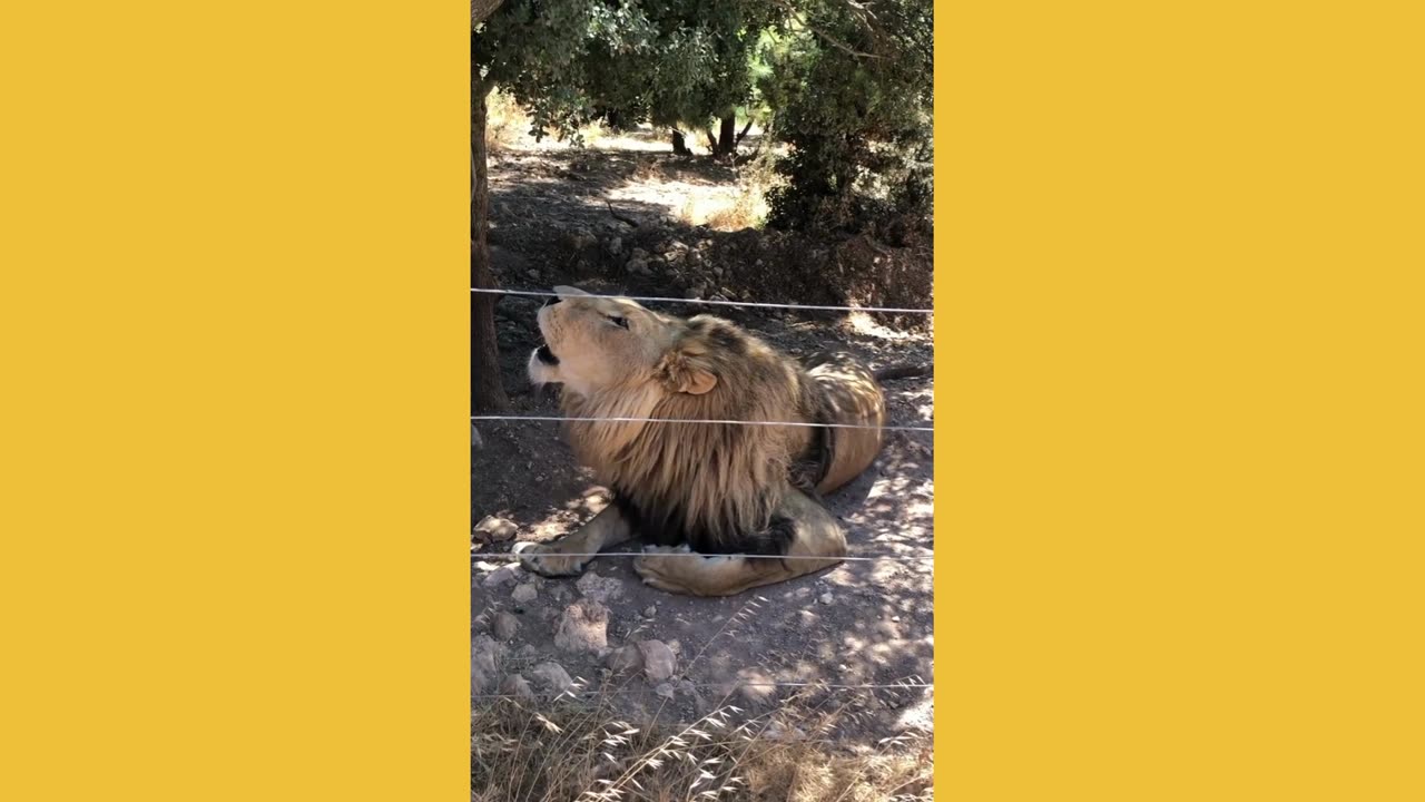 Roaring lion behind fence