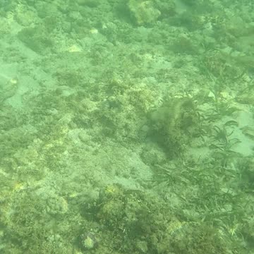 Snorkeling Through a Rejuvenating Coral Reef Oasis