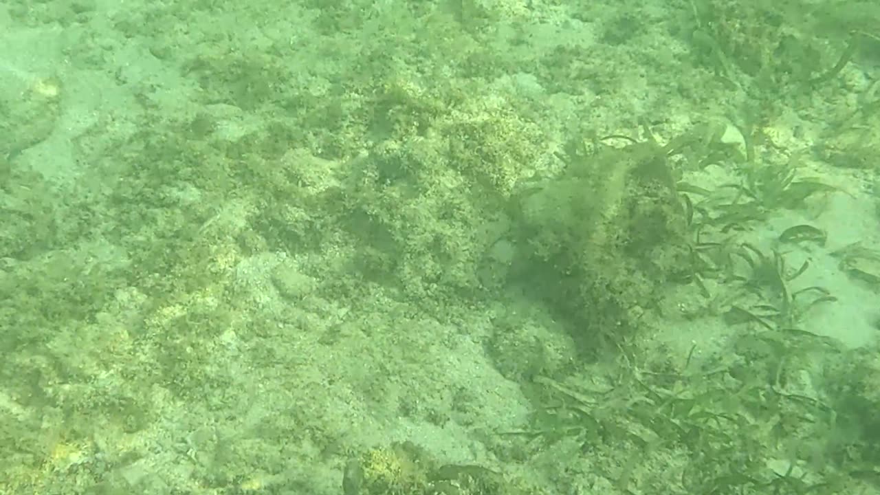 Snorkeling Through a Rejuvenating Coral Reef Oasis