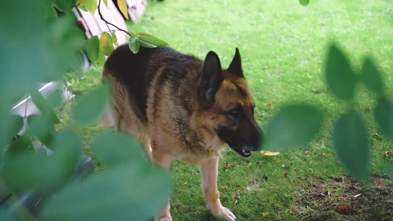 Top Three Intelligent Dog Breeds: Golden Retriever, German Shepherd, and Labrador Retriever