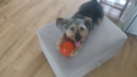 My dog, his ball