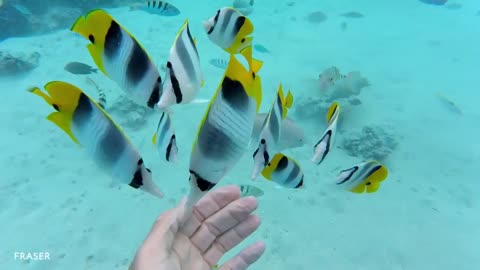 60M FORMOSA