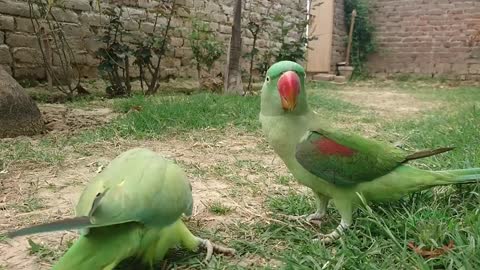 Indian Parrot Greet Indian Parrot