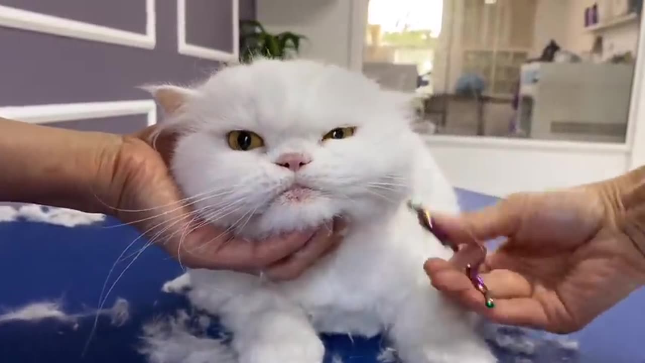 OMG!!! I CUT MY HAIR! 😱 bathing and grooming angry cat❤️🐱