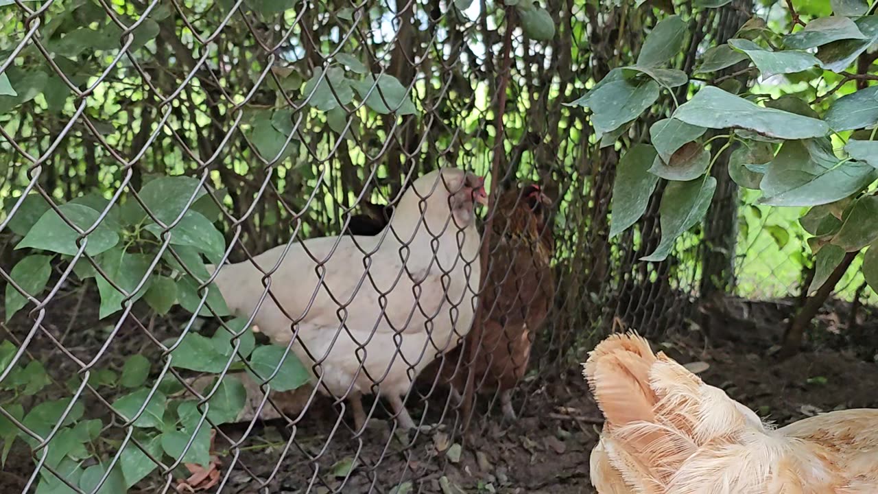 OMC! What is Whitey trying 2 do 2 Brownie!? - Hilarious chicken hens playing! #chickens #hen #Whitey