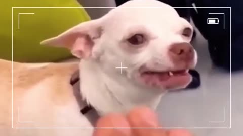 Don't mess with Chihuahua 😈 #shorts Funny TIKTOK Dog Videos