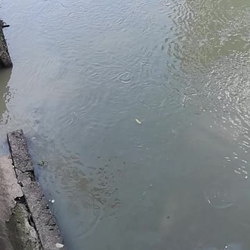 Fish in Pasig river manila Philippines