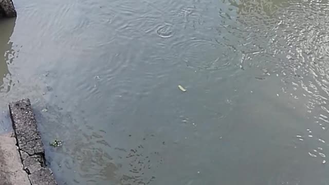 Fish in Pasig river manila Philippines