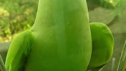 Cutest Parrots