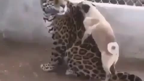 Cute and adorable animal behavior makes anyone happy to see it