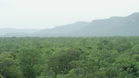 Magnificent + Mountains, Forests