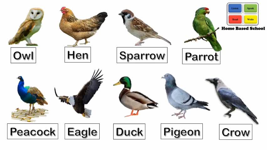 BIRDS name learning...!!