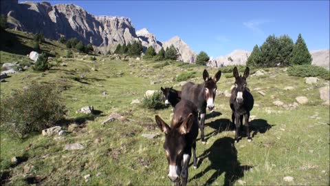 Cows, donkeys and bulls. Our fishing partners in the Pyrenees Mountains!