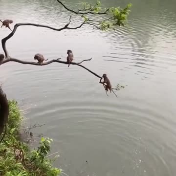 monkeys having fun 🐒🐵😂 😂😂