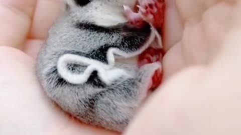 Gorgeous Sugar Glider