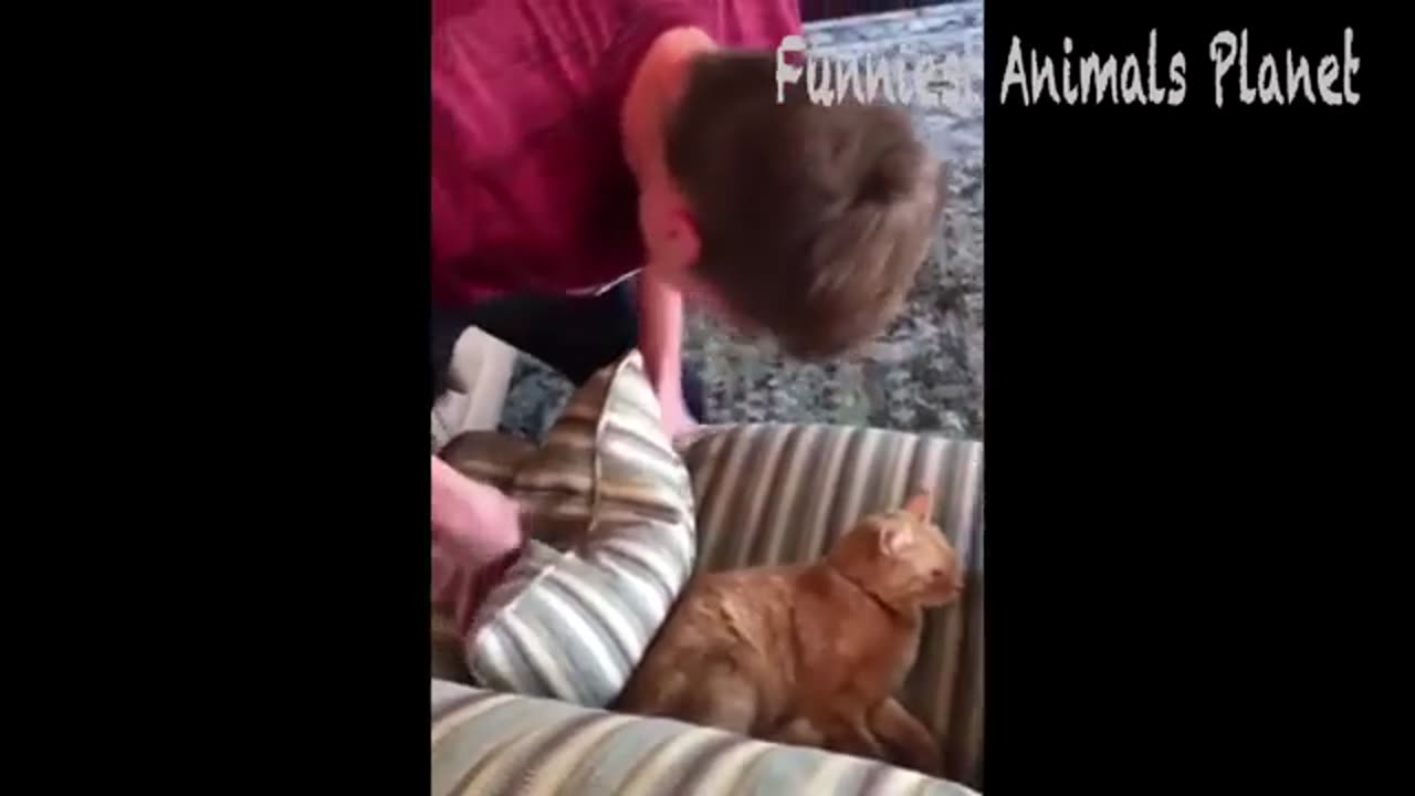 Best Funny Dogs And Cats Videos -- - Funniest Animals Videos 2023--