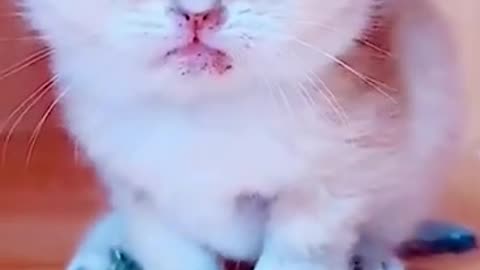 Super Cute Kitten #shorts