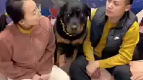 Dog and couple kissing. Funny video