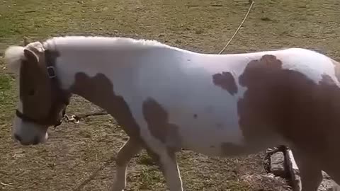 Mini Beautiful Horse