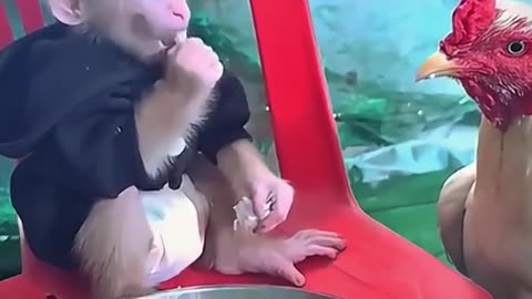 Funny monkey