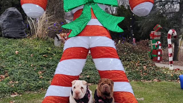 Aurora & Tindrah's December 2022 Photo Challenge