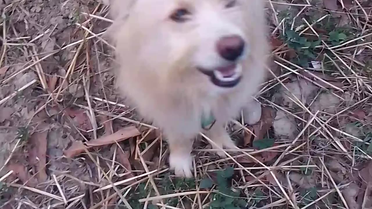 White cute dogs 🐶🐶