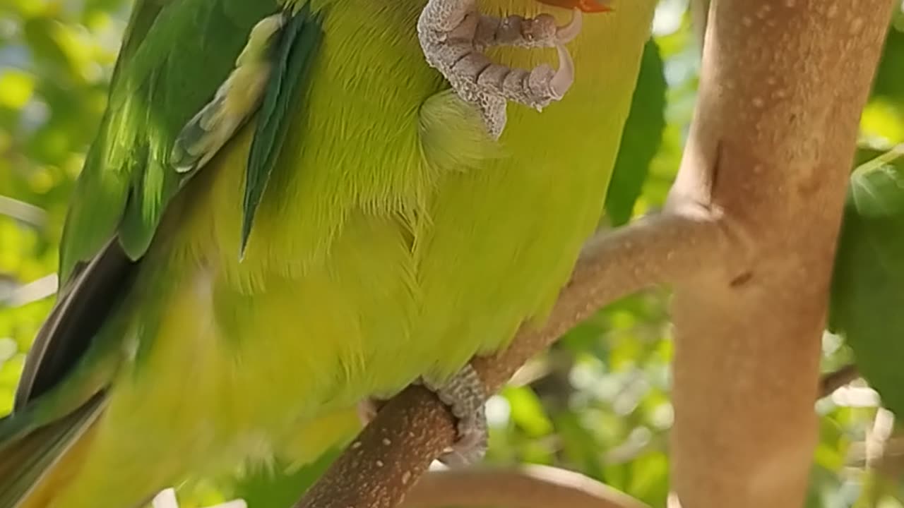 Parrot 🦜