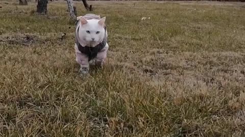 FUNNY CAT