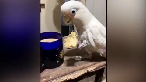 Smart And Funny Parrots Parrot Talking Videos