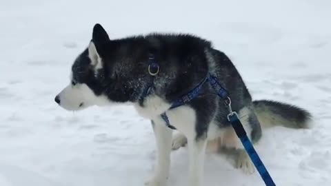 A dog in the cold wind.