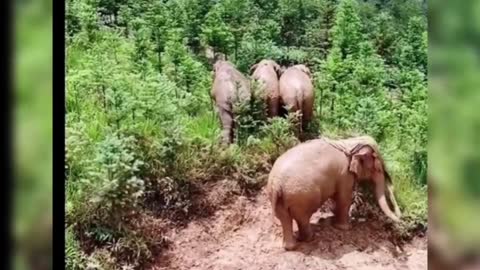 Don't you dare yell at me; Watch Brother Elephant perform.