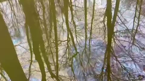 This is the water currently in a creek in East Palestine, Ohio. But yeah the Government claims it is “safe.” Maybe Biden and his entire family should be forced to live and stay there for a week if it’s so “safe”