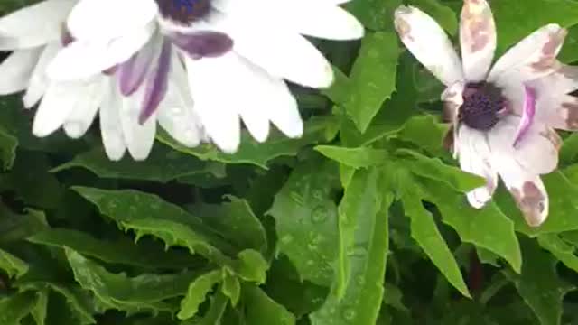 Amazing White and Purple Flowers