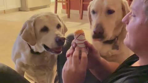 A boy and his dogs