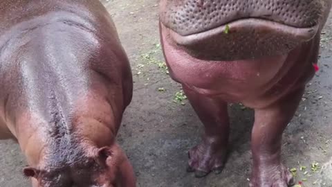 Follow # Hippopotamus