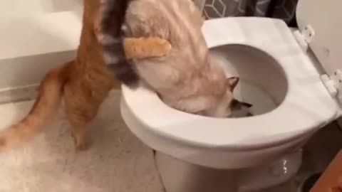 Best funny cats