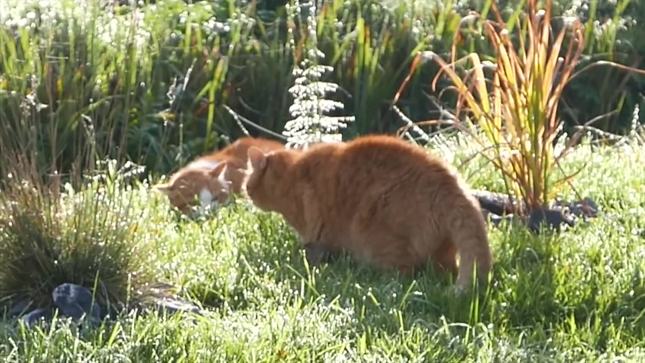 Cat fight - Cats fighting (Katzenkampf-Büsikampf)