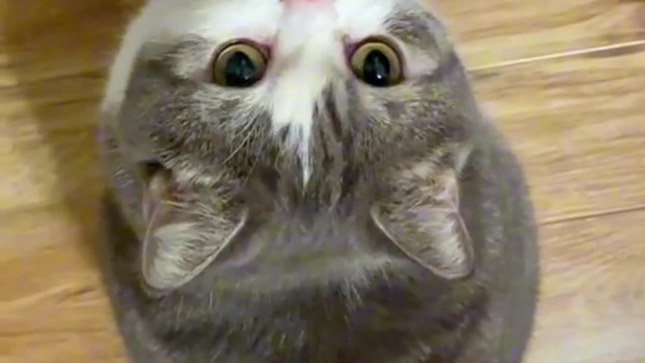 CUTEEE CAT ❤️😩