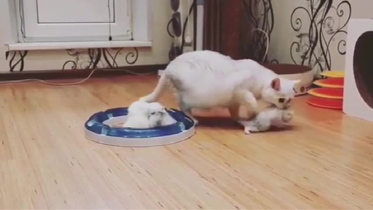 Collection of cute and funny cats