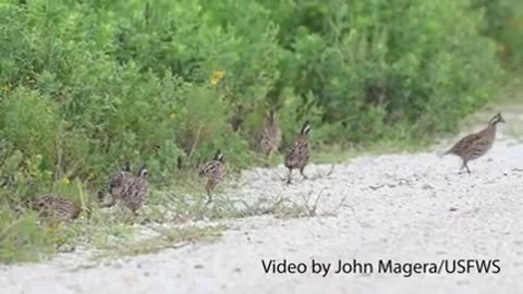 Counting Quail at Attwater_1