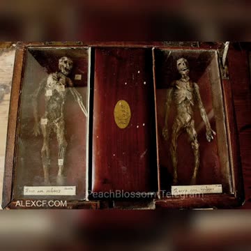 A private collection of strange creatures...