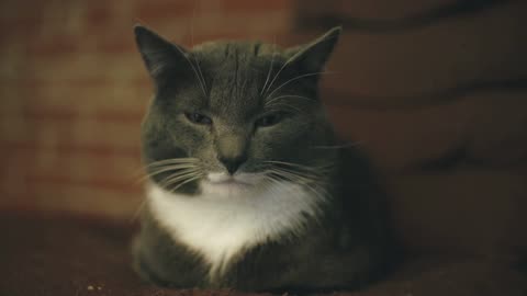 Cuteness Overload: Sweet Cats Being Playful