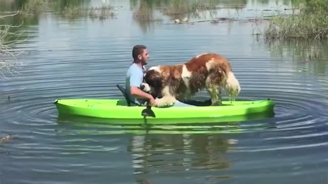 The kayak Is Up Side Down Because Of Dog Refused To Sit Down