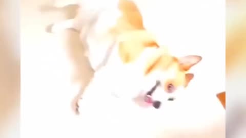 Funny dog 🐶 video 🤣🤣🤣