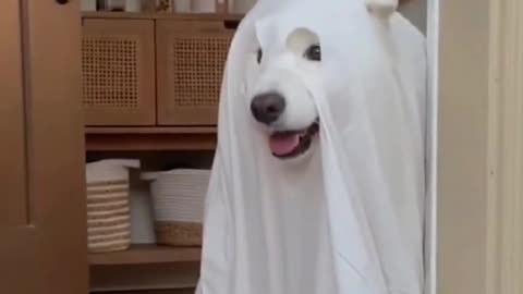 Your dogs coming 1