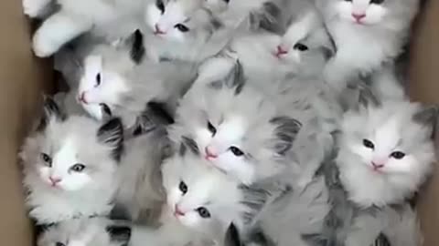 Cats and kittens