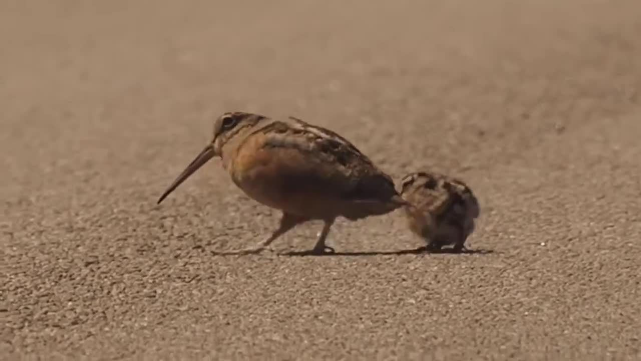 Reggae dancing Woodcock