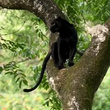 Wildlife in Close view with different perspective.
