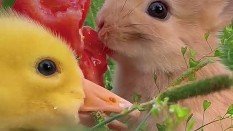 Cute rabbit eating